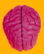 Cervello, individuata la cellula che regola le decisioni. Lo studio italiano